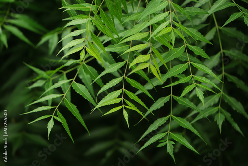 New top leaf of neem plant