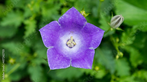 Platycodon grandiflorus violet-white flower growing outdoors in the garden.