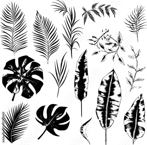  illustration set of tropical plants and leaves, hand drawn style, outline sketch.