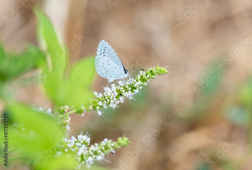 Holly blue or celastrina argiolus feeding on hogweed. Female British insect in the family Lycaenidae nectaring with underside visible
