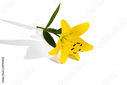 Fresh yellow lily flower isolated on white background.