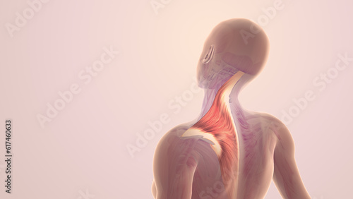 Shoulder and trapezius muscle pain