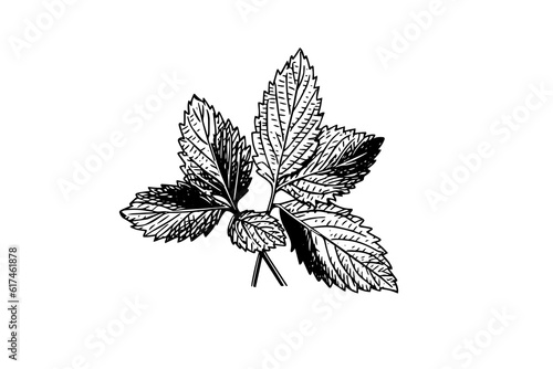Peppermint sketch. Mint leaves branches and flowers engraving style vector illustration
