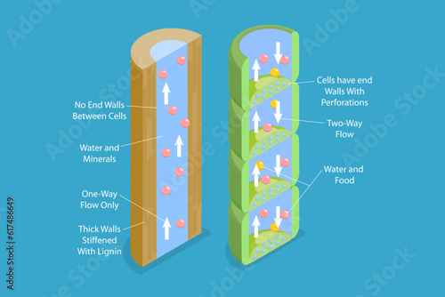 3D Isometric Flat Vector Conceptual Illustration of Xylem And Phloem Water, Labeled Biological Structure Scheme