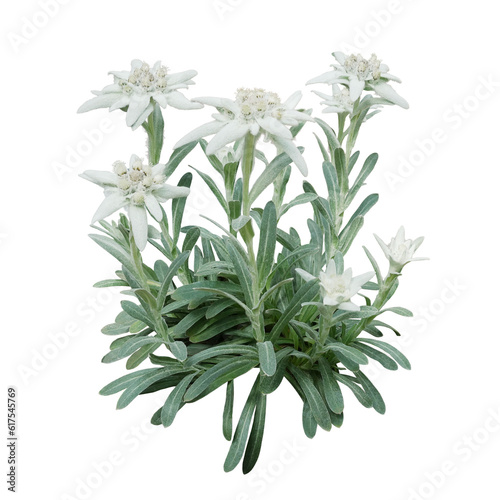 Group of Edelweiss flowers with furry petals and leaves. Edelweiss is a mountain flower rare flowering plant in Leontopodium genus belonging to the daisy family native to the European Alps
