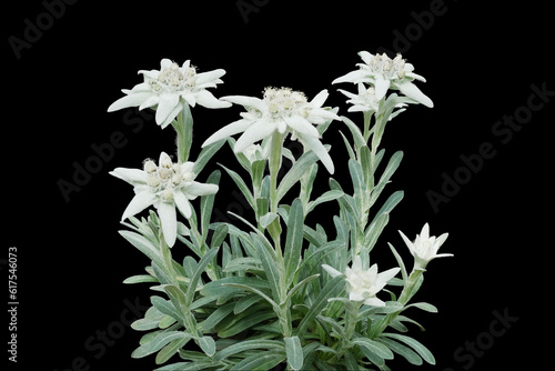 Group of Edelweiss flowers with furry petals and leaves on black background. Edelweiss is a mountain flower rare flowering plant in Leontopodium genus native to the European Alps