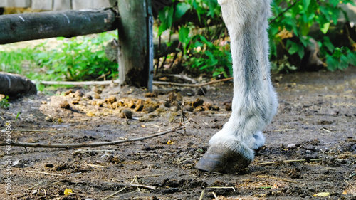 Detailed close up of one donkey foot. Donkey hoof on a farm in Berlin. Donkey droppings and wooden fence in background.