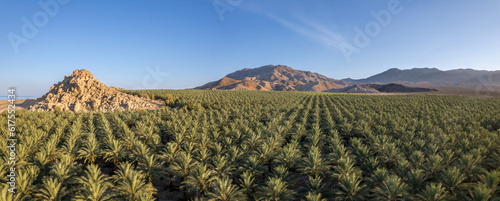 Date Palms and Mountains in Coachella Valley 