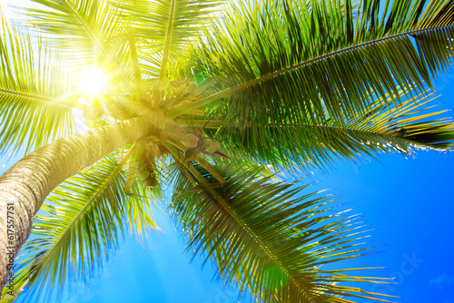 Palm tree and sun, tropical sunshine in the Caribbean.