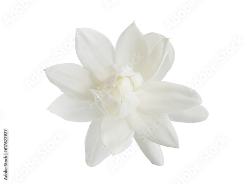 Top view, Single white flower of Grand Duke of Tuscany, Arabian white jasmine, Jasminum sambac, aroma, flora, isolated, transparent background, cutout