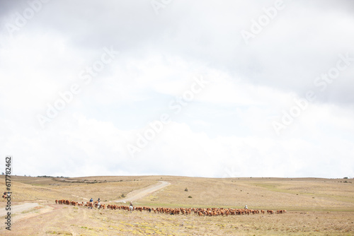 Cattle Ranch in south patagonia argentina