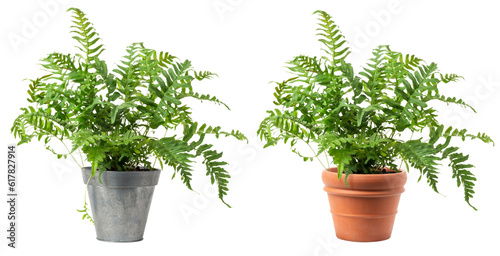 fresh green fern plant (polypodium vulgare) in a zinc and a classic terracotta pot isolated over transparency, cut-out greenery, garden / gardening or interior design element, PNG digital prop