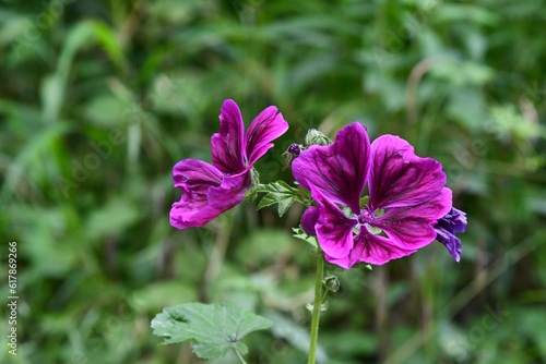 Naturalna forma ślazu dzikiego (Malva sylvestris), zwanego również leśnym lub kędzierzawcem