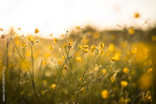 Wild yellow buttercups in a summer meadow. Wild flower blooming in the sunlight with soft background