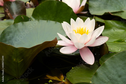 Pink nymphea, water lily in the pond, flowers close-up.