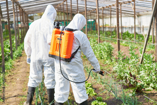 Farmers spraying pesticide on vegetables