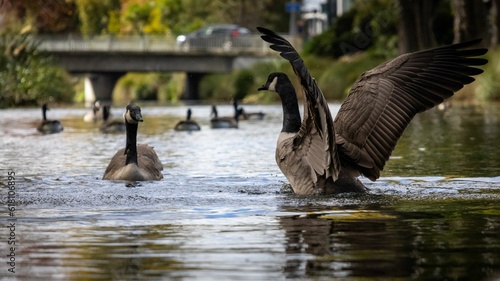 Canadian Geese swimming in a pond in Christchurch, New Zealand.