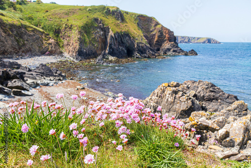 Sea pinks (thrift) flowering on the cliffs beside the Pembrokeshire Coast Path National Trail at Trefin (Trevine) in the Pembrokeshire Coast National Park, Wales UK