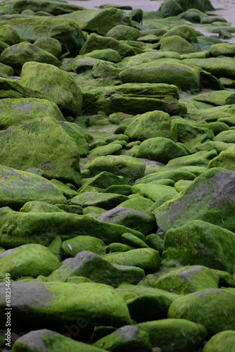Alga. Coast West Ireland. Malin Beg. Rocks covered with green alga.
