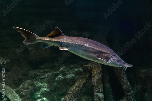 Freshwater fish Kaluga, genus Beluga, sturgeon family