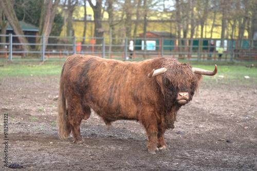 Bydło rasy Highland cattle