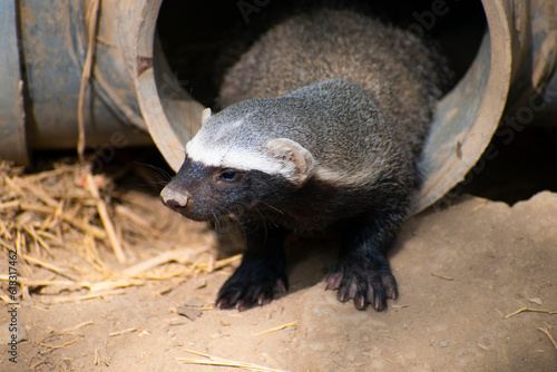 Tierno hurón menor, grison menor, Galictis cuja