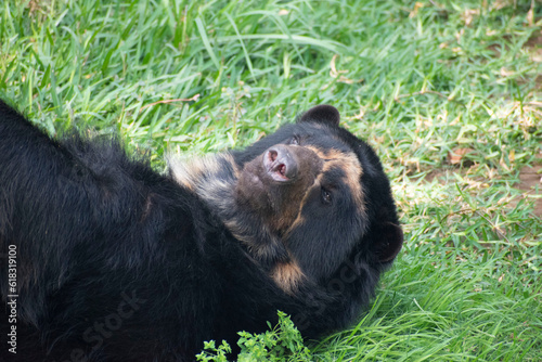 Carita de oso de anteojos macho peruano