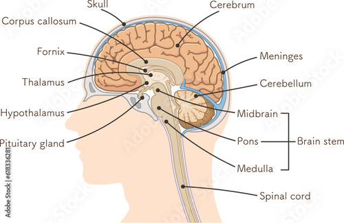 brain、cerebrum、cerebellum、midbrain、pons、medulla、brain stem、illustration