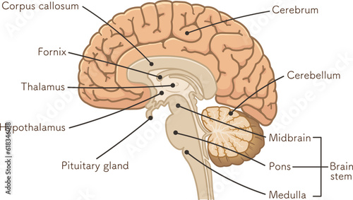 brain、cerebrum、cerebellum、midbrain、pons、medulla、brain stem、illustration