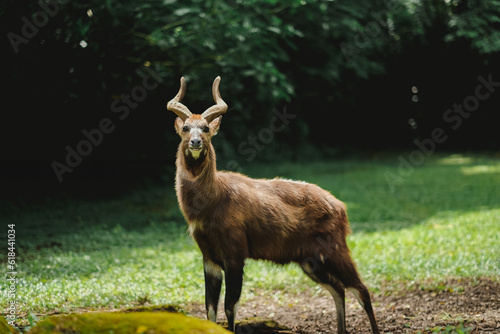 A portrait of sitatunga antelope in zoo forest