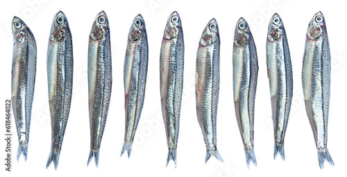 Close up anchovies or gray anchovy isolated on transparency background.