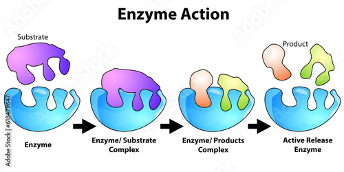 Scheme of enzyme action on a substrate