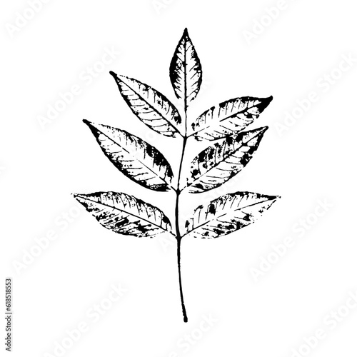 Leaf tree silhouette vector. Black leaf with veins and stem isolated on white background.