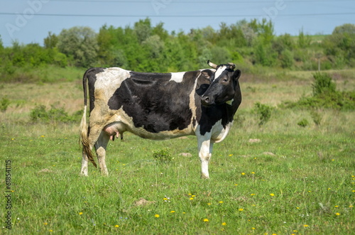 Krowa na Czarno - biała krowa na pastwisku..