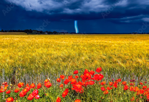 Agricultural or rural landscape with approaching clouds of thunderstorm and lightning, on foreground is field with ripe wheat and blossoming wild red poppies 