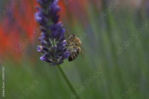  Apis mellifera carnica bee collecting nectar and pollen on Lavandula angustifolia lavander bloom, flowering plants ,