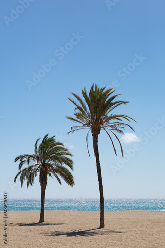 Palm trees close to the Mediterranean Sea and under the blue sky