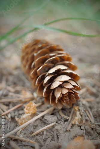 pine cone on the ground blurry background 