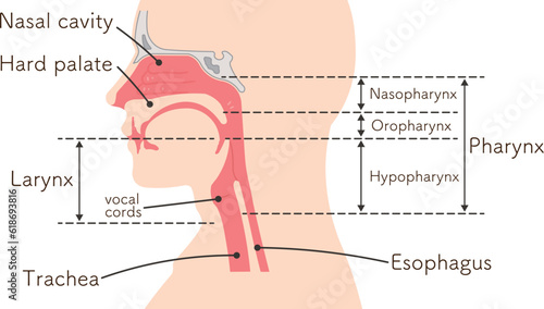 larynx、pharynx、vocal cord,trachea、cerebrum、cerebellum、illustration