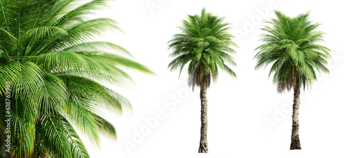 Phoenix Rupicola Tree (Cliff Date) palm trees isolated on transparent background and selective focus close-up. 3D render.