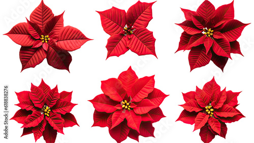 collection of poinsettias flowers isolated on a transparent background, generative ai
