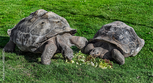 Galapagos tortoises on the lawn. Latin name - Geochelone nigra