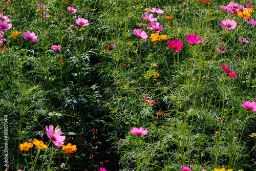 The cosmos flower background in the garden is planted as an ornamental plant for those who like to take pictures with cosmos flowers to take a memorial photo in the vast field of cosmos flowers.