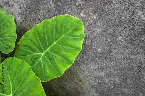 Large green taro leaves with rough gray cement walls background. Empty blank copy text space.