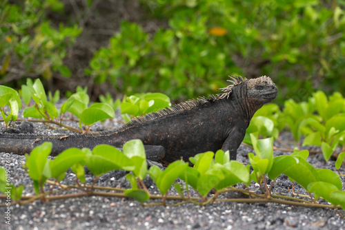 Galapagos Marine Iguana