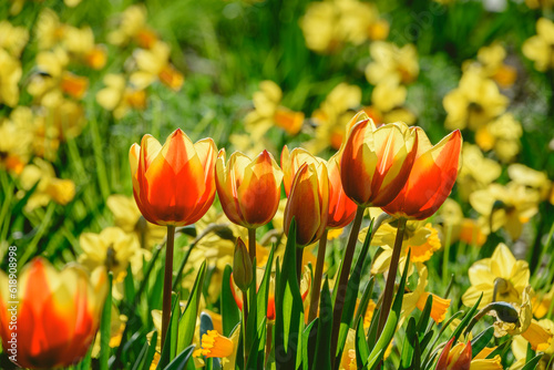 Wiosenne tulipany w miejskim skwerku o poranku..
