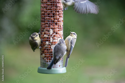 Multiple Blue tits (Cyanistes caeruleus), including young juveniles, feeding at a peanut bird feeder in a garden. natural green background - Yorkshire, UK. July