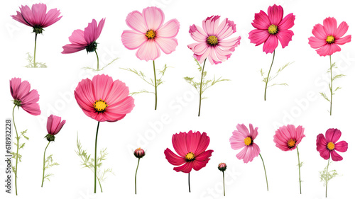 a collection of grunge oil painted cosmos flowers isolated on a transparent background, generative ai