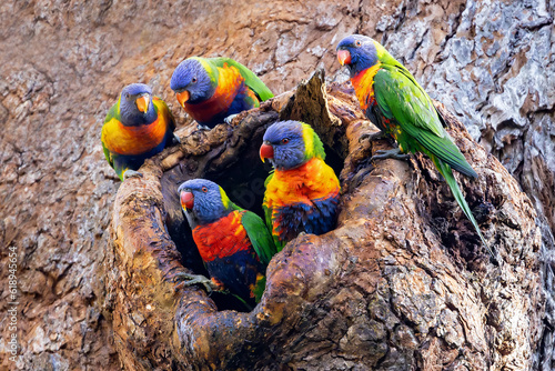 Australian Rainbow Lorikeet's at nest hole in tree