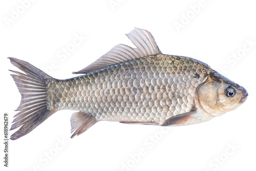Live fish object for design. Crucian carp live fish isolated on transparent background. 